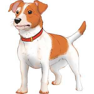 Jack Russell Terrier