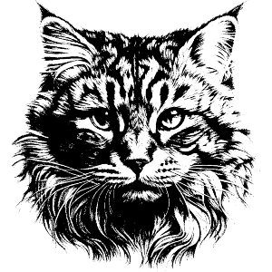 Cat Face
