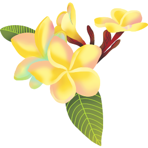 Hawaiian Plumeria