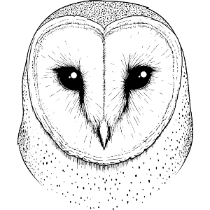 Barn Owl Portrait