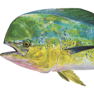 Mahi Mahi Fish