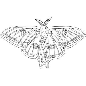 Luna Moth