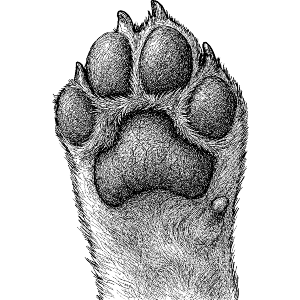 Dog Paw