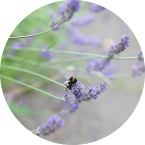 Small Busy Bee On Wild Lavender