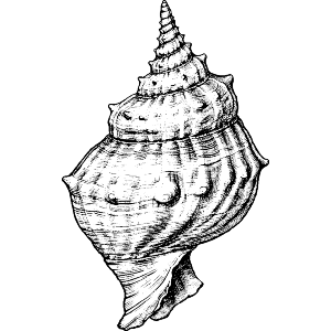 Single Seashell