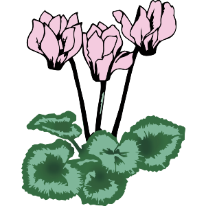 Beautiful Cyclamen Flowers