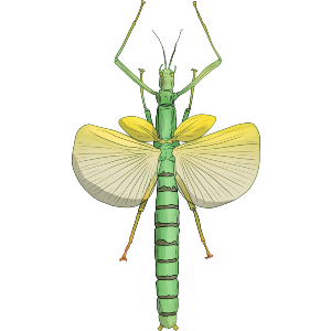 Stick Insect