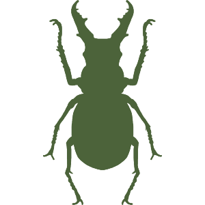 Botanical Green Beetle