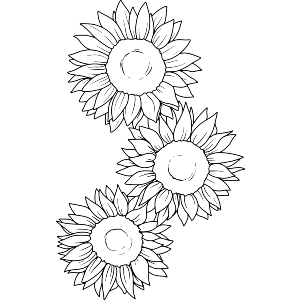 Three Sunflowers