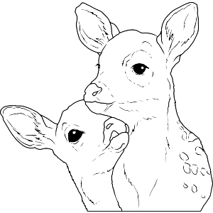 Fawn Friends