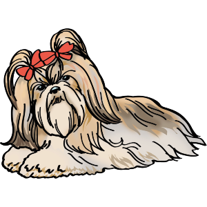 Cute Shih Tzu