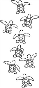 Baby Sea Turtles