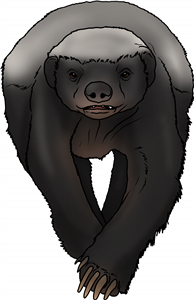 Honey Badger