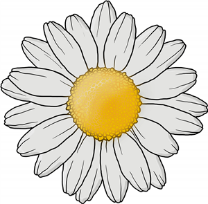 Daisy