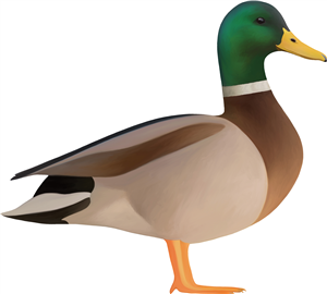 Duck