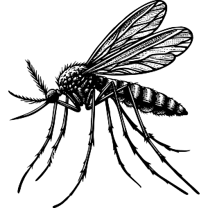 Mosquito Resting