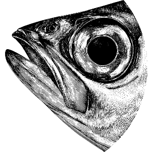 Fish Head