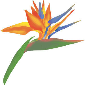 Bird Of Paradise Tropical Flower