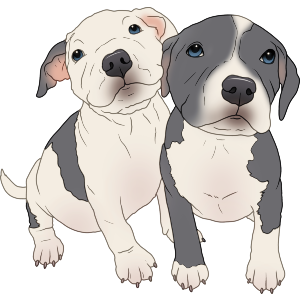 Adorable Pitbull Puppies