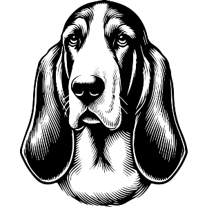 Basset Hound