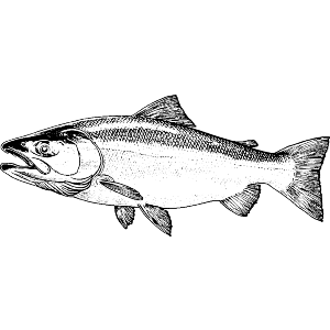 Salmon Fish Side View
