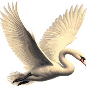 Mute Swan Flying