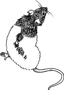 Rat
