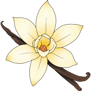Vanilla Pod & Flower