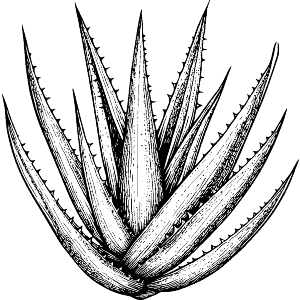 Aloe Vera Plant