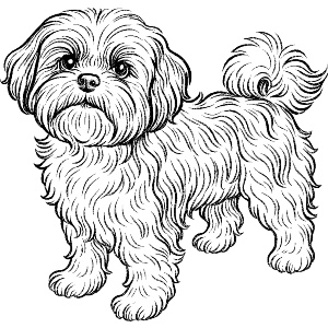 Shih Tzu Dog