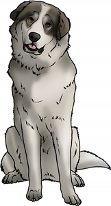 Pyrenean Mountain Dog