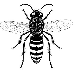 Sawfly Insect