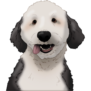 Happy Labradoodle
