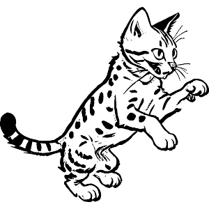 Egyptian Mau Cat Playing
