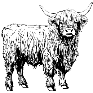 Highland Cow Standing
