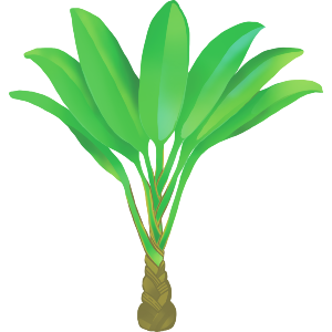 Palm Tree