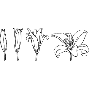Bloom Lily