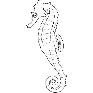 Tropical Seahorse