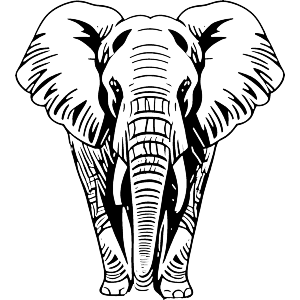 African Elephant