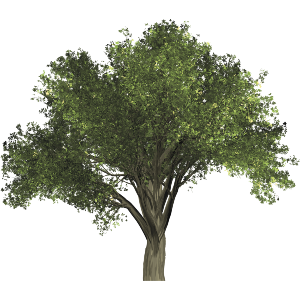 Elm Tree
