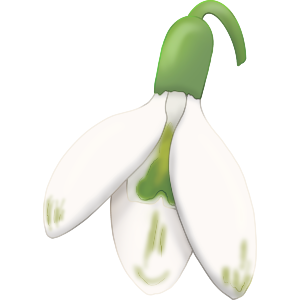 Snowdrop Flower
