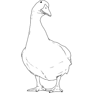 Proud Duck