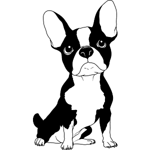 Sitting French Bulldog