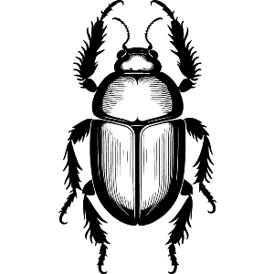 Scarab Beetles