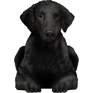 Curly Coated Retriever