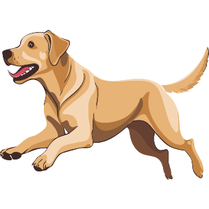 Excited Labrador 