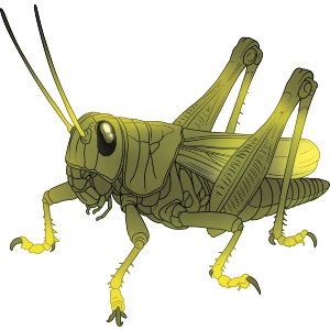 Green Grasshopper