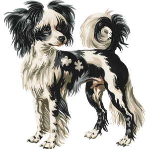 Chinese Crested Dog