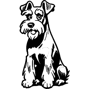 Miniature Schnauzer Dog