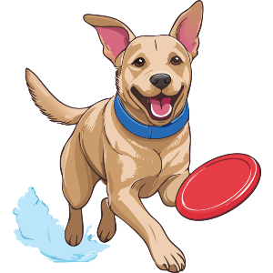 Happy Labrador Chasing Frisbee 